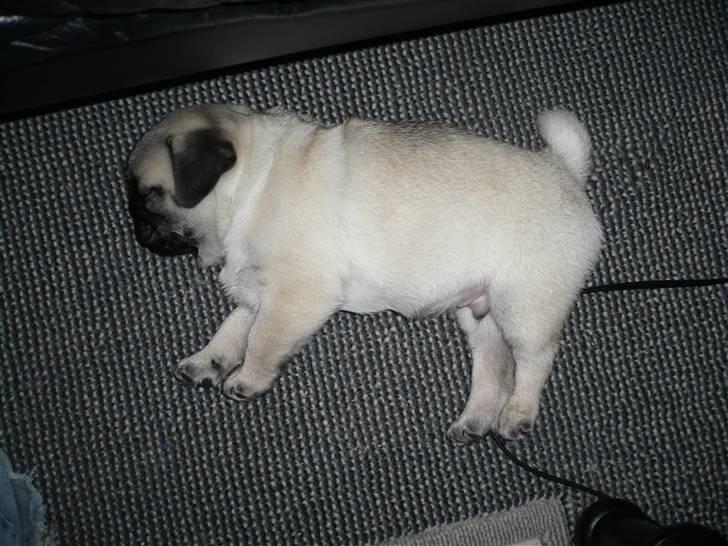 Mops Tony - Meget træt efter en hård første dag i sit nye hjem billede 17