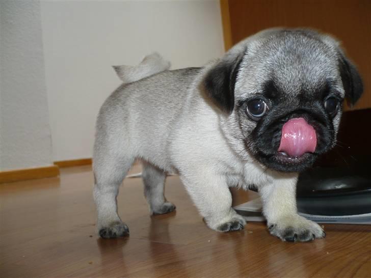 Mops Tony - mmm det smagte godt billede 18