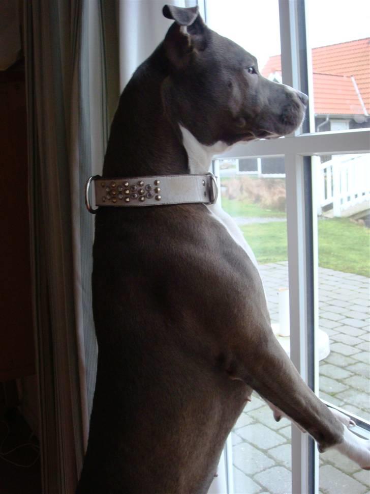 Amerikansk staffordshire terrier Stella billede 6