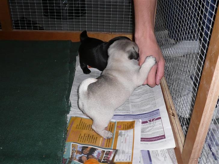 Mops Tony - Kærlighed ved første blik billede 19