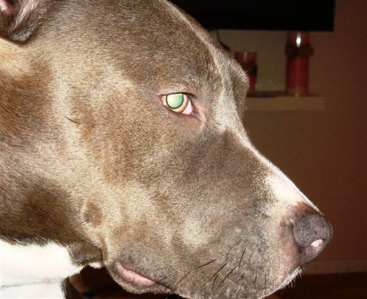 Amerikansk staffordshire terrier Stella billede 7