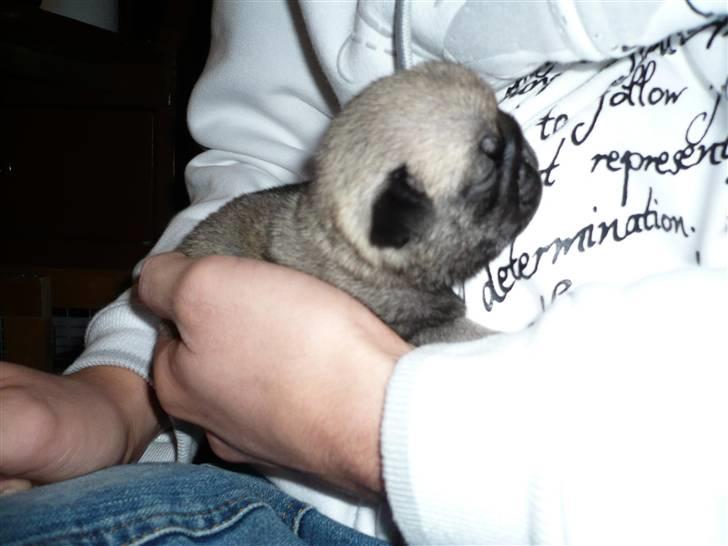 Mops Tony - 2 uger gammel ikk meget han kunne se billede 20