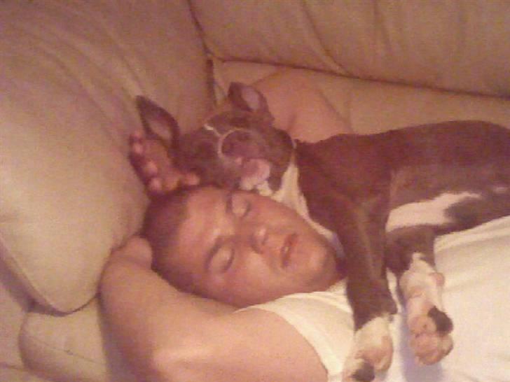 Amerikansk staffordshire terrier Stella billede 9