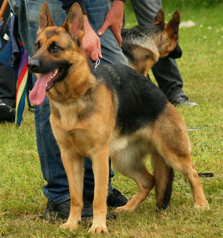 Schæferhund Bjarli`s Libi. billede 1