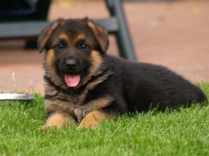 Schæferhund Bjarli`s Libi. billede 2