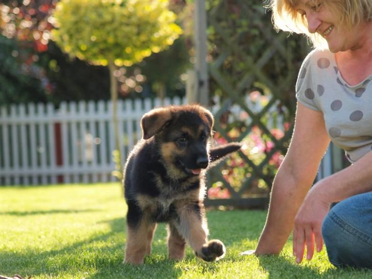 Schæferhund Bjarli`s Libi. billede 3