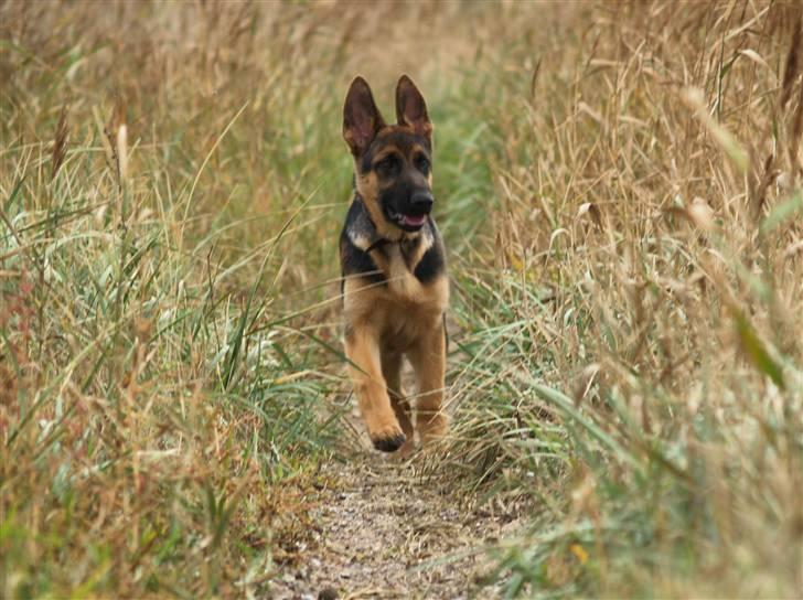 Schæferhund Bjarli`s Libi. billede 4