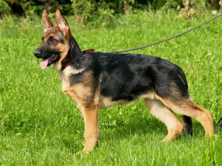 Schæferhund Bjarli`s Libi. billede 5