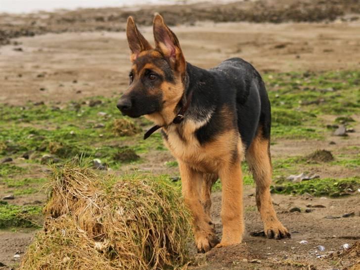 Schæferhund Bjarli`s Libi. billede 6