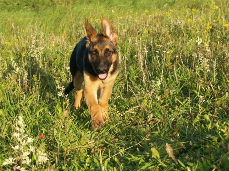 Schæferhund Bjarli`s Libi. billede 7
