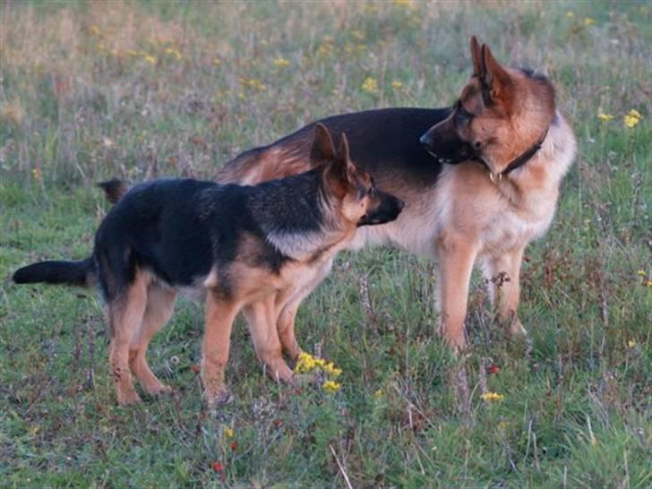 Schæferhund Bjarli`s Libi. billede 8
