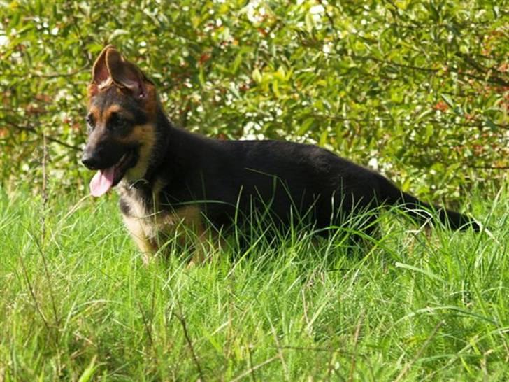 Schæferhund Bjarli`s Libi. billede 9