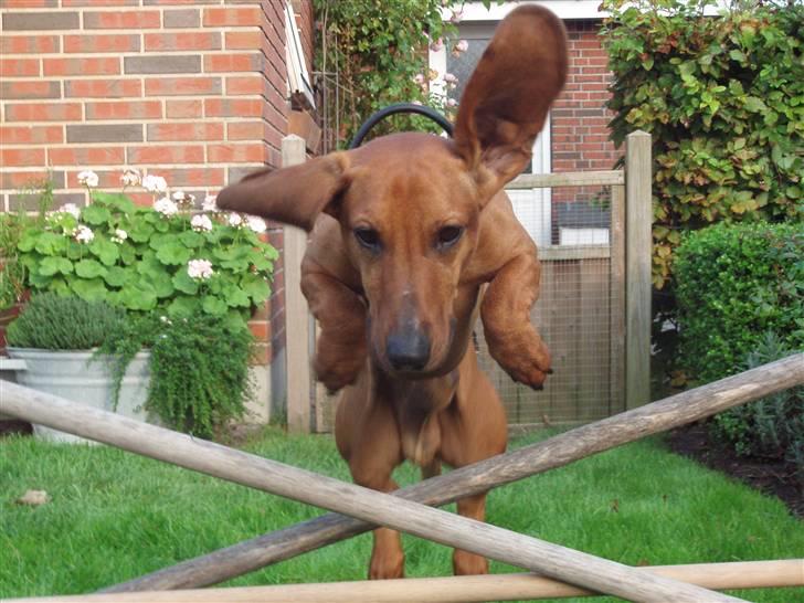 Gravhund Tips Mouton Cadet - RIP - Velkommen til Monty, som her springer højt ö billede 1