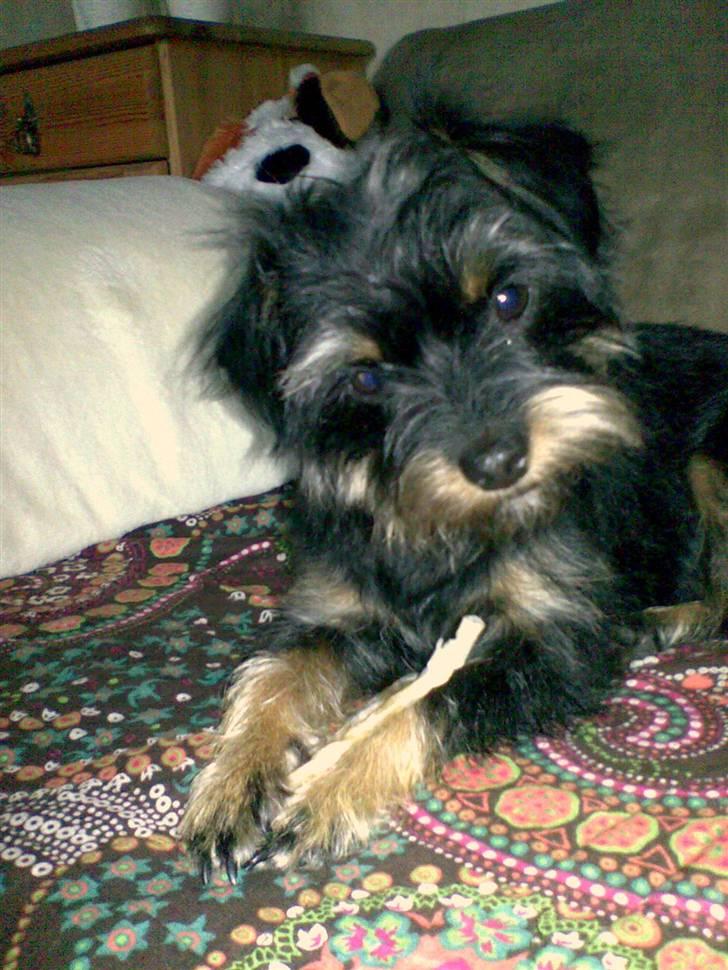 Blanding af racer Sille - Hej jeg hedder Sille billede 1