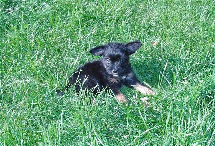 Blanding af racer Sille - dejligt med en tur ud i den store verden billede 2