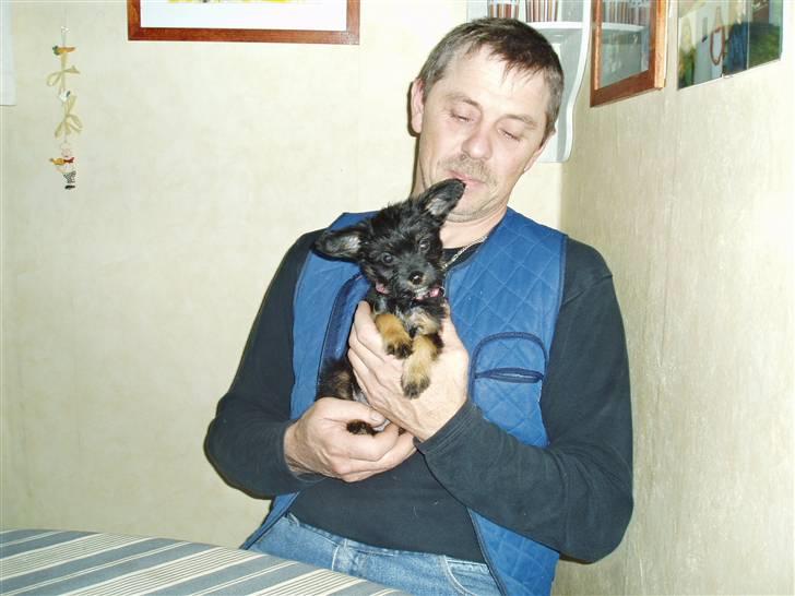 Blanding af racer Sille - det er dejligt på fars skød billede 3