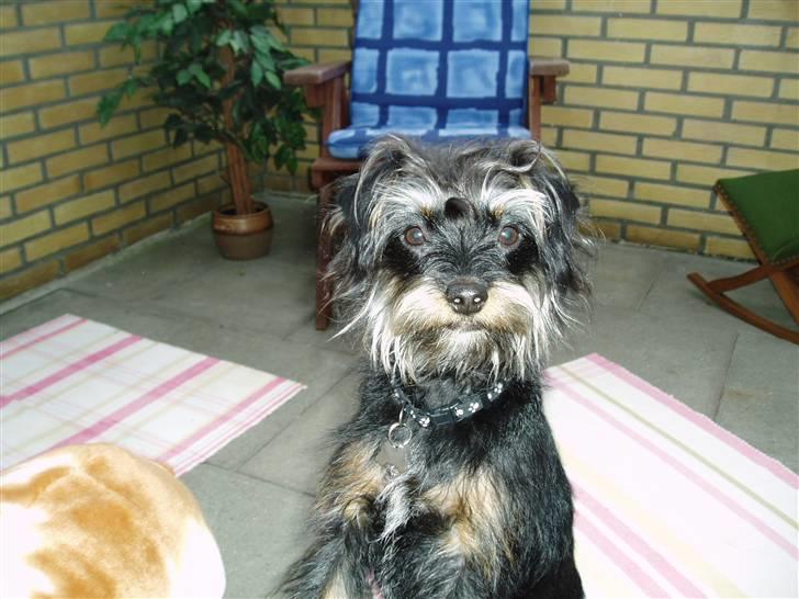 Blanding af racer Sille - hej billede 4