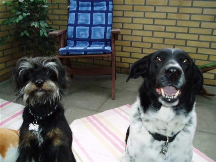 Blanding af racer Sille - her er jeg sammen med Matilde som er næsten lige så dejlig som mig selv hi hi..i billede 5