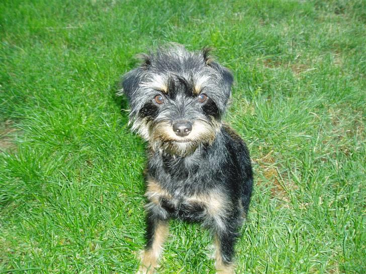 Blanding af racer Sille billede 6