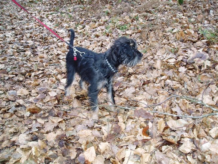 Blanding af racer Sille - en tur i skoven det er lige sagen... billede 7