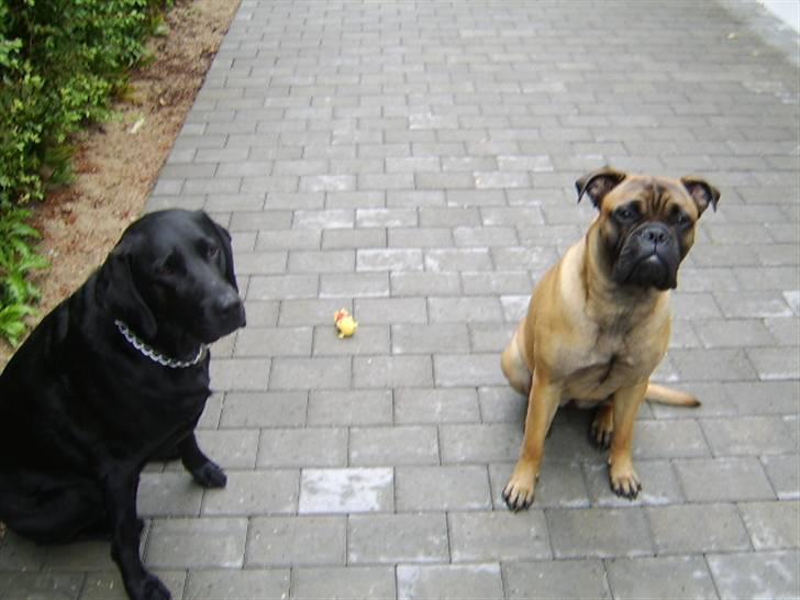 Bullmastiff Emma billede 16