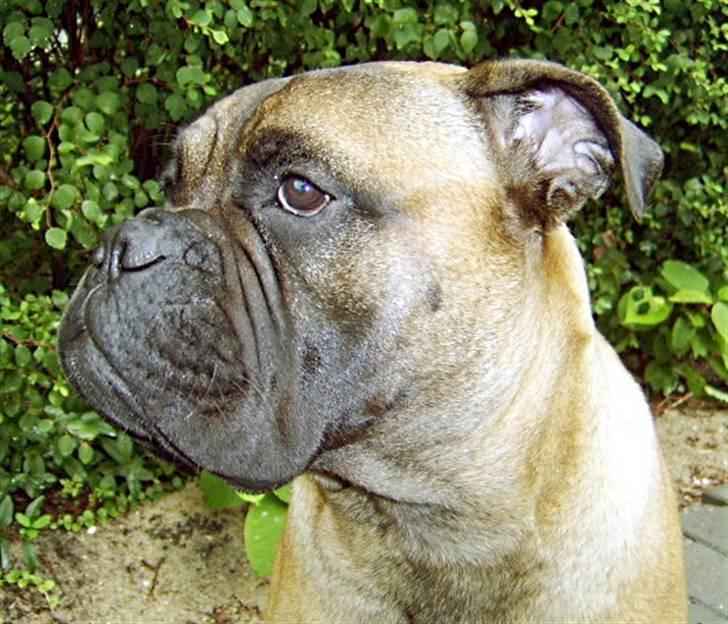 Bullmastiff Emma billede 17