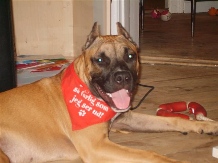 Amerikansk staffordshire terrier Tyson billede 4