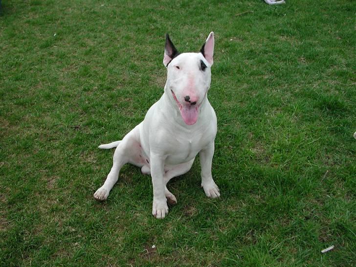 Bullterrier Fischer 2001 R.I.P 2010  billede 1