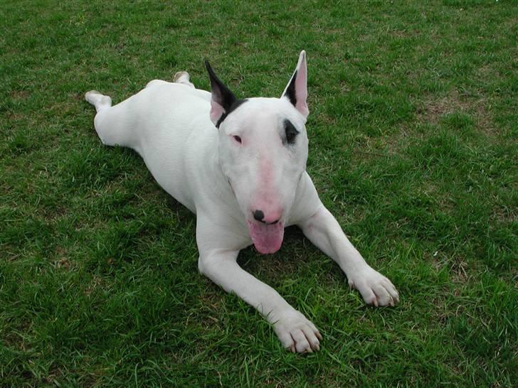 Bullterrier Fischer 2001 R.I.P 2010  billede 2