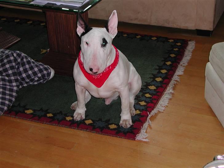 Bullterrier Fischer 2001 R.I.P 2010  billede 3