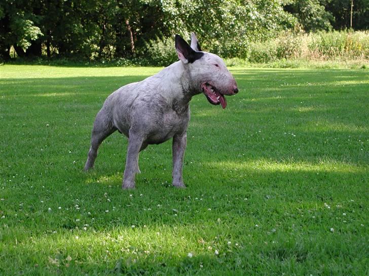 Bullterrier Fischer 2001 R.I.P 2010  billede 4