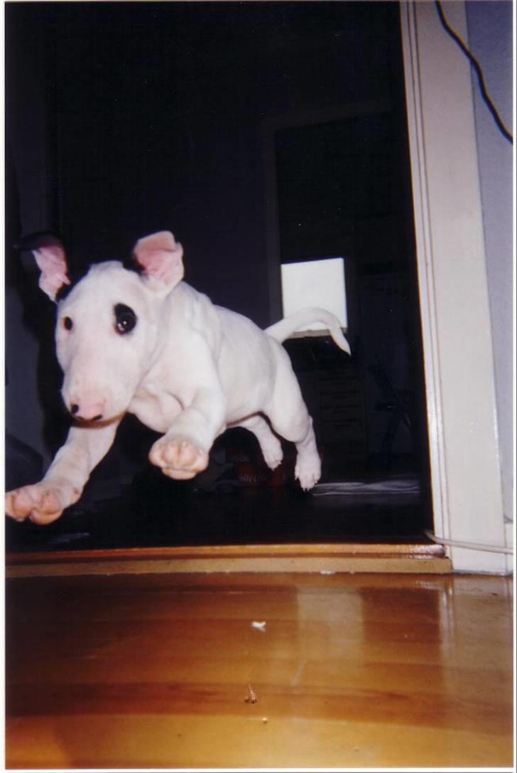 Bullterrier Fischer 2001 R.I.P 2010  billede 5