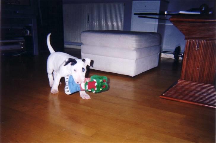 Bullterrier Fischer 2001 R.I.P 2010  billede 6