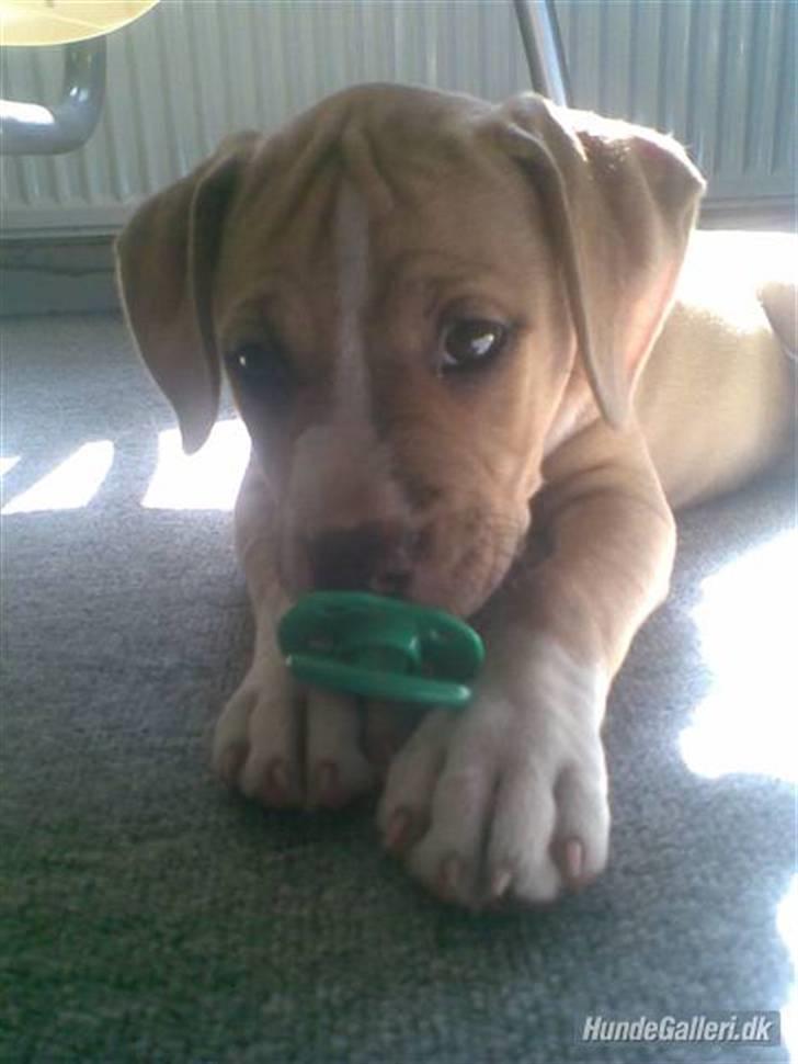 Amerikansk staffordshire terrier DIVA R.I.P billede 1