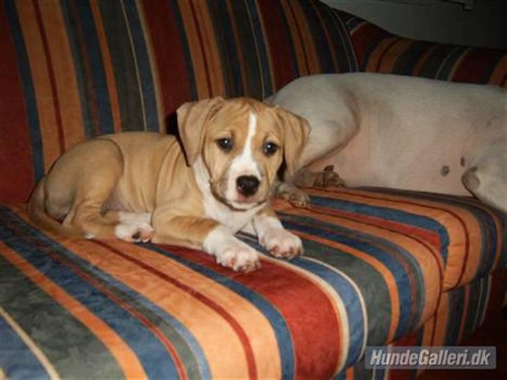 Amerikansk staffordshire terrier DIVA R.I.P billede 2