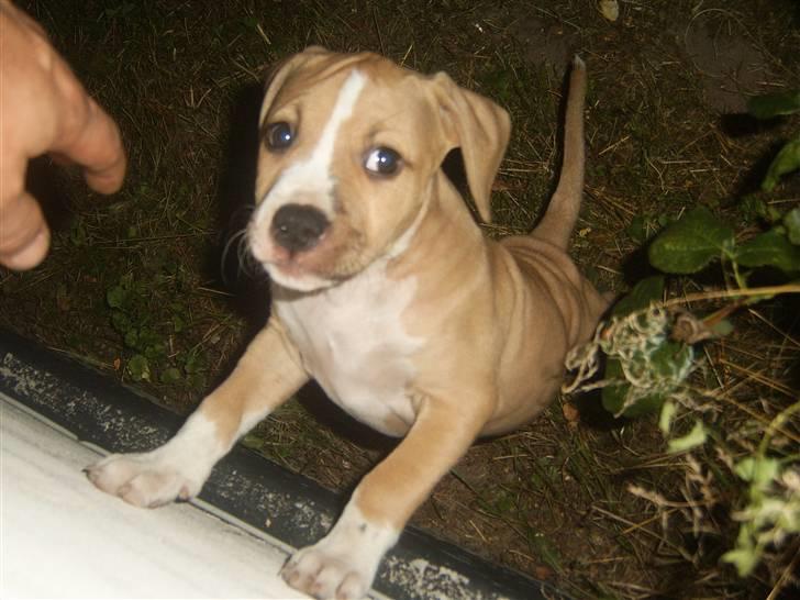 Amerikansk staffordshire terrier DIVA R.I.P billede 3