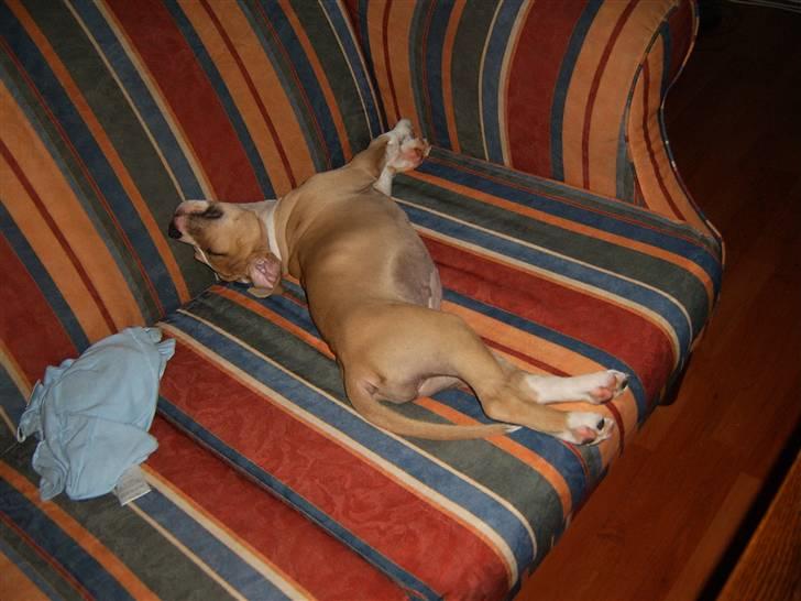 Amerikansk staffordshire terrier DIVA R.I.P billede 4