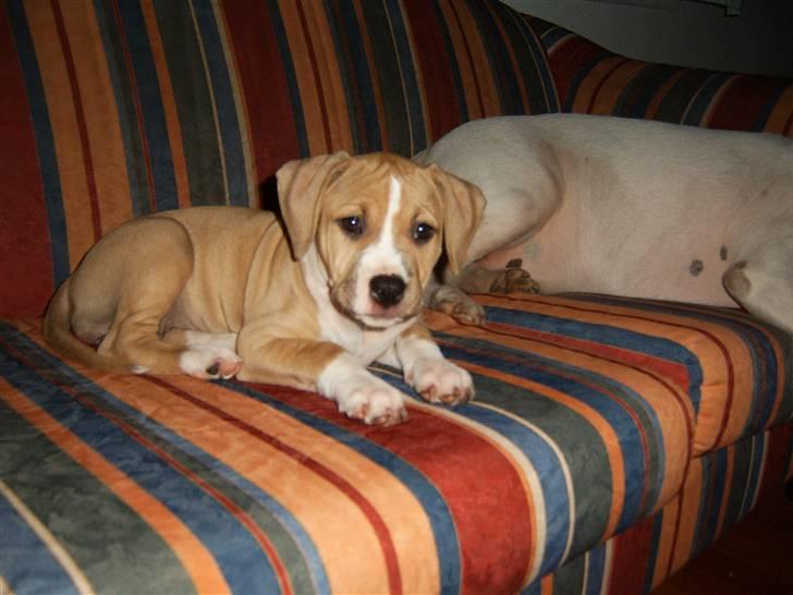 Amerikansk staffordshire terrier DIVA R.I.P billede 5