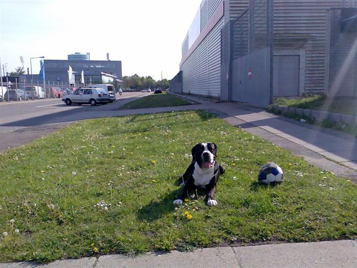 Cane corso Nero billede 13