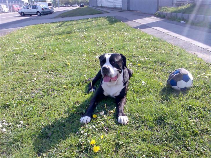 Cane corso Nero billede 14