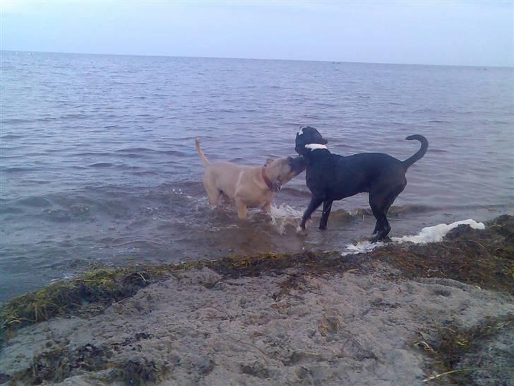 Cane corso Nero billede 15