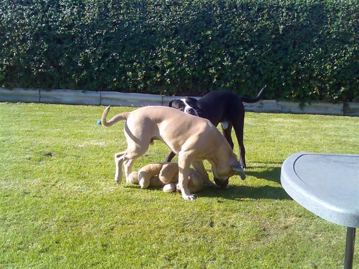 Cane corso Nero billede 16