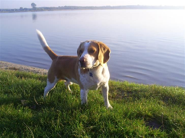 Beagle Gizmo billede 1