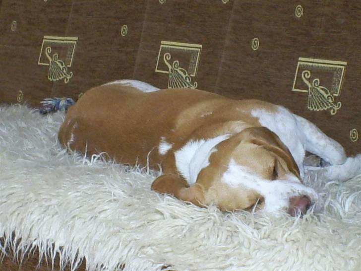 Beagle Gizmo billede 2