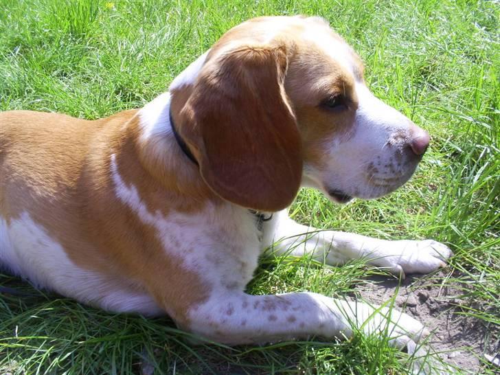 Beagle Gizmo billede 3