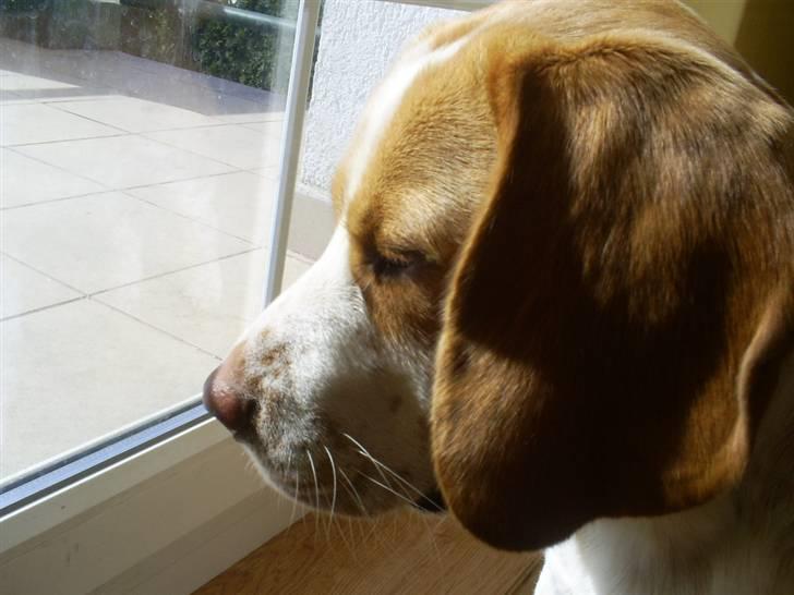 Beagle Gizmo billede 4