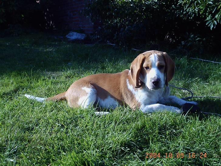 Beagle Gizmo billede 5