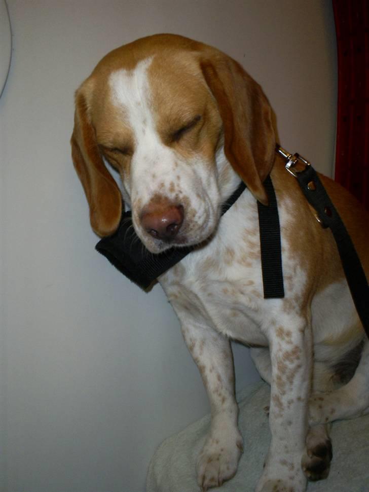 Beagle Gizmo billede 7