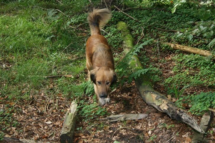 Blanding af racer Corgi billede 4