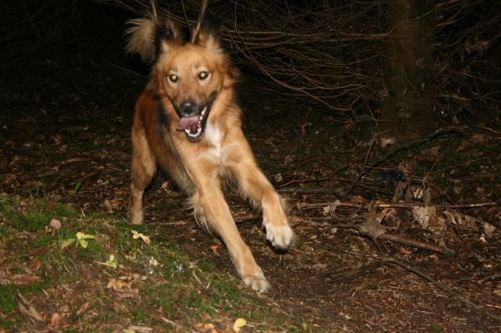 Blanding af racer Corgi billede 5